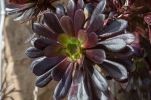 Close up of Aeonium plant